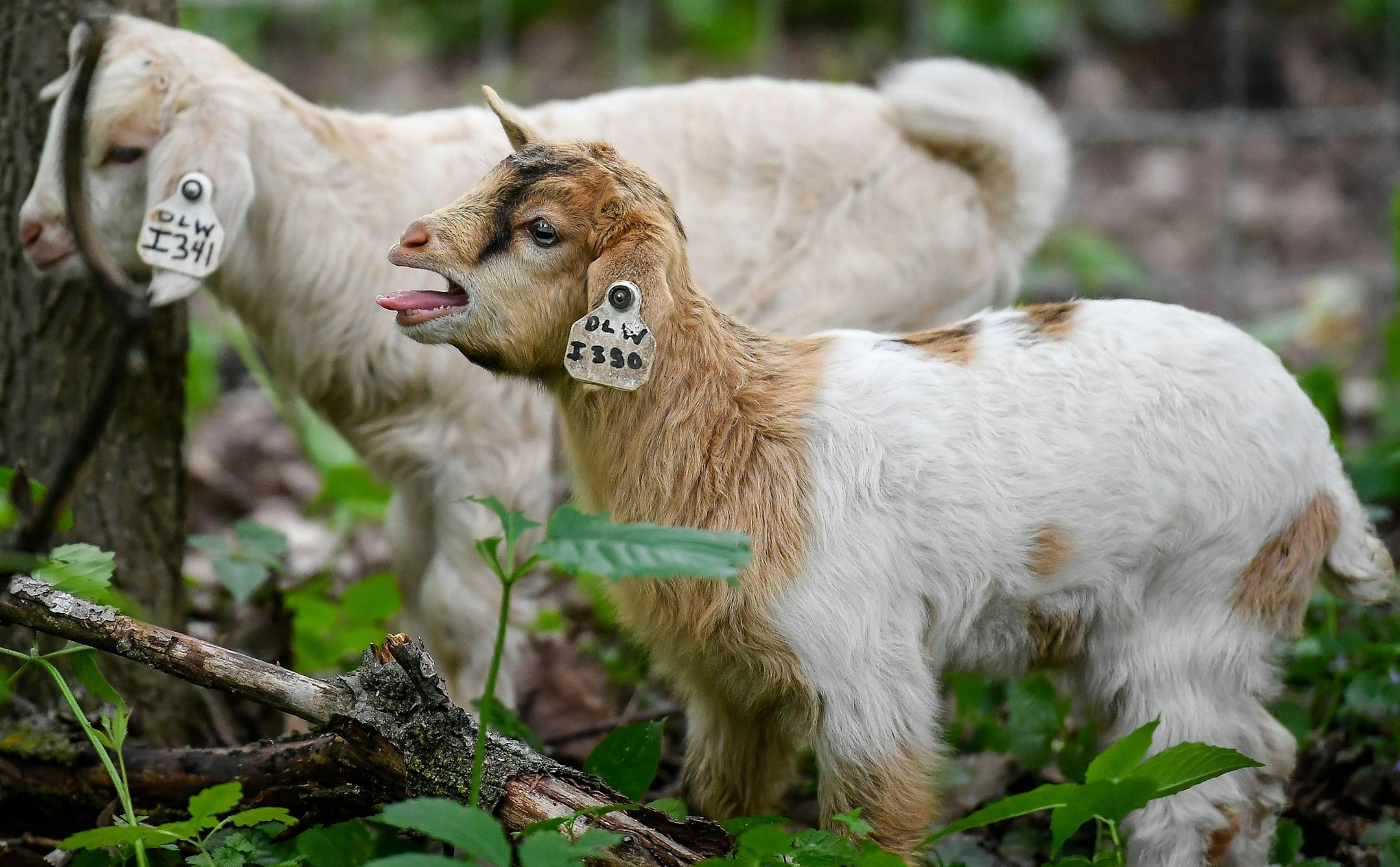 A kid cried for its mother as it grazed Tuesday afternoon near the east beach of Cedar Lake. ] AARON LAVINSKY &#xef; aaron.lavinsky@startribune.com The Minneapolis Park Board released about 70 goats to combat the growth of buckthorns, an invasive plant species, on Tuesday, May 30, 2017 near the east beach of Cedar Lake in Minneapolis, Minn.