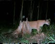 A trail camera operated by Jim Schubitzke captured this cougar walking past in August 2007. Officials say the proliferation of trail cameras in the wo