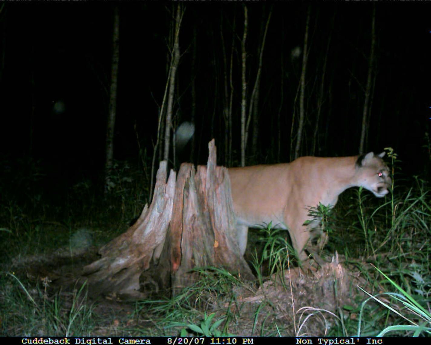 A trail camera operated by Jim Schubitzke captured this cougar walking past in August 2007. Officials say the proliferation of trail cameras in the woods has led to an increased number of cougar confirmations. According to Michelle LaRue, executive director of the Cougar Network, roughly half of the cats the group has confirmed are the result of trail cam photos.