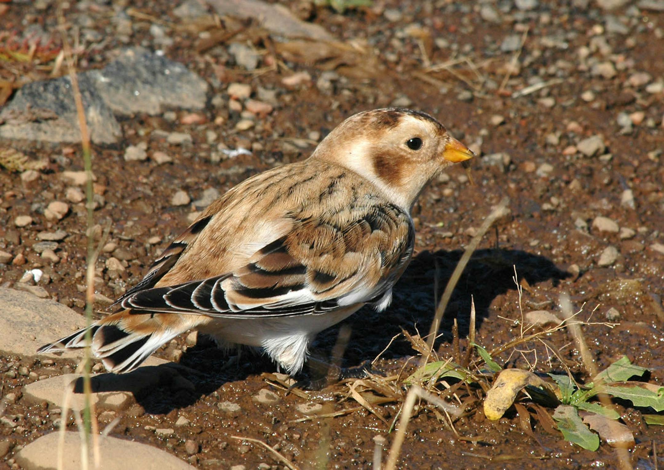 Snow bunting