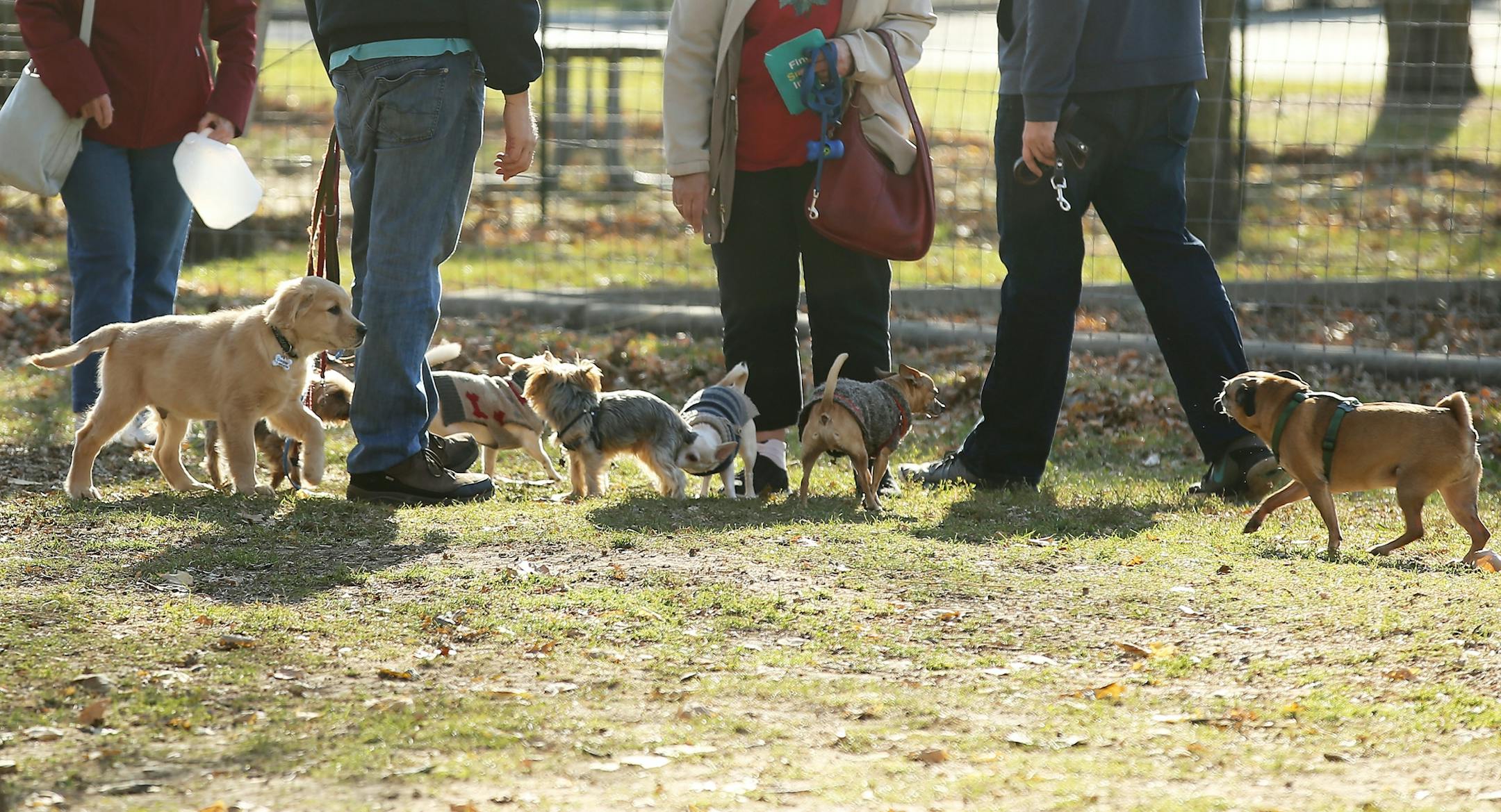 It had the feel of a dog convention at Alimagnet dog park as dogs under 30 pounds mingled Friday, Nov. 2, 2018, in Burnsville, MN.