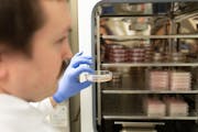 Tanner Schumacher, a PhD candidate in the integrated biosciences program, pulls out a petri dish containing stage IV breast cancer cells Jan. 11 at th