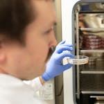 Tanner Schumacher, a PhD candidate in the integrated biosciences program, pulls out a petri dish containing stage IV breast cancer cells Jan. 11 at th