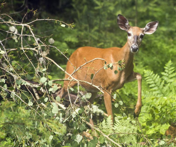 A deer is seen on the Kabetogama Lake Overlook trail near the Ash River Visitor's center at Voyageurs National Park. ] (Leila Navidi/Star Tribune) lei