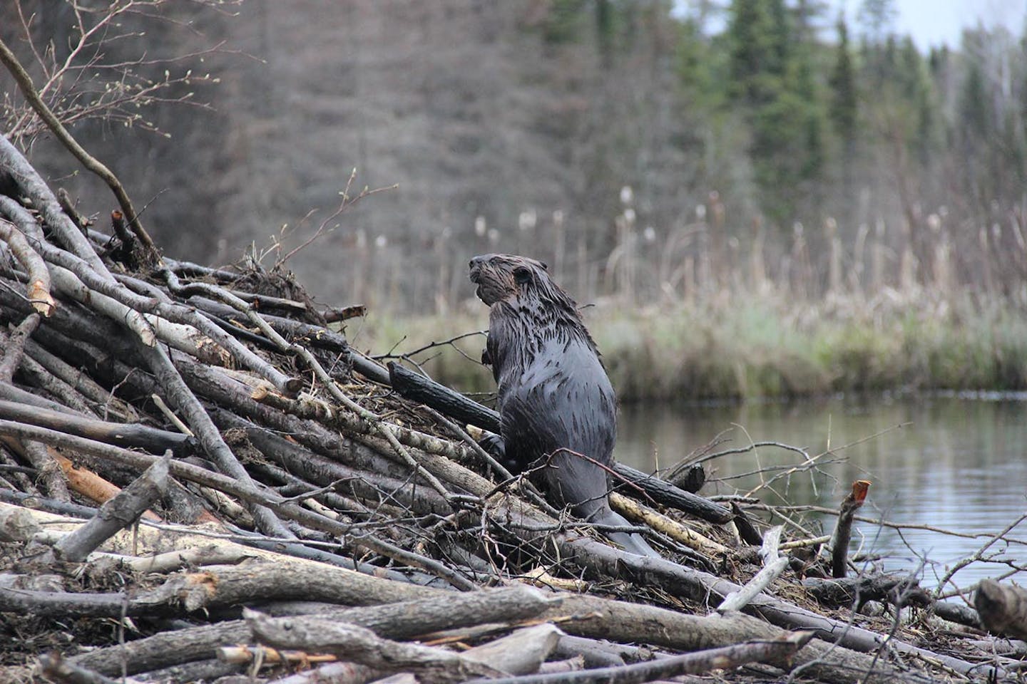 Kabetogama Peninsula's flat topography, sweeping meadows, and vast roadless areas combine to make the national park a beaver heaven.