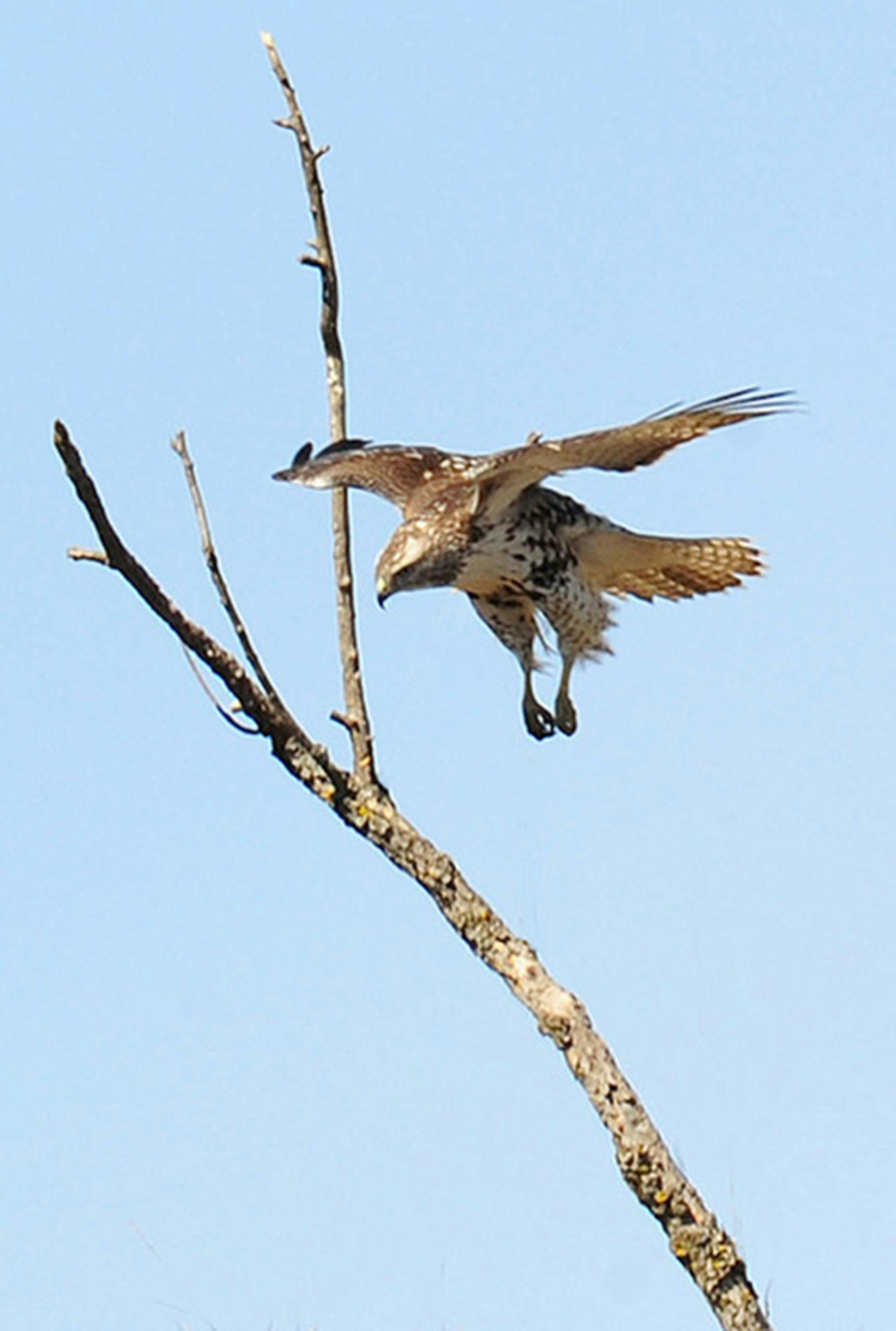 A young bird landing. Jim Williams photo