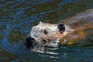 Beavers are so abundant in Voyageurs National Park that they may be helping moose populations by becoming food for wolves.