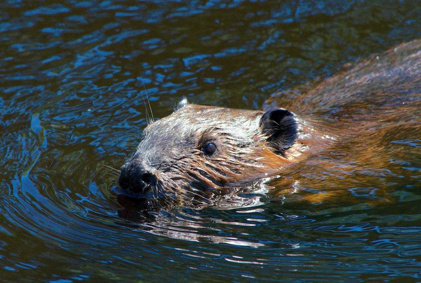 Beavers are so abundant in Voyageurs National Park that they may be helping moose populations by becoming food for wolves.