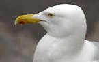 This is a herring gull, common on Lake Superior. Note the light iris.
credit: Jim Williams