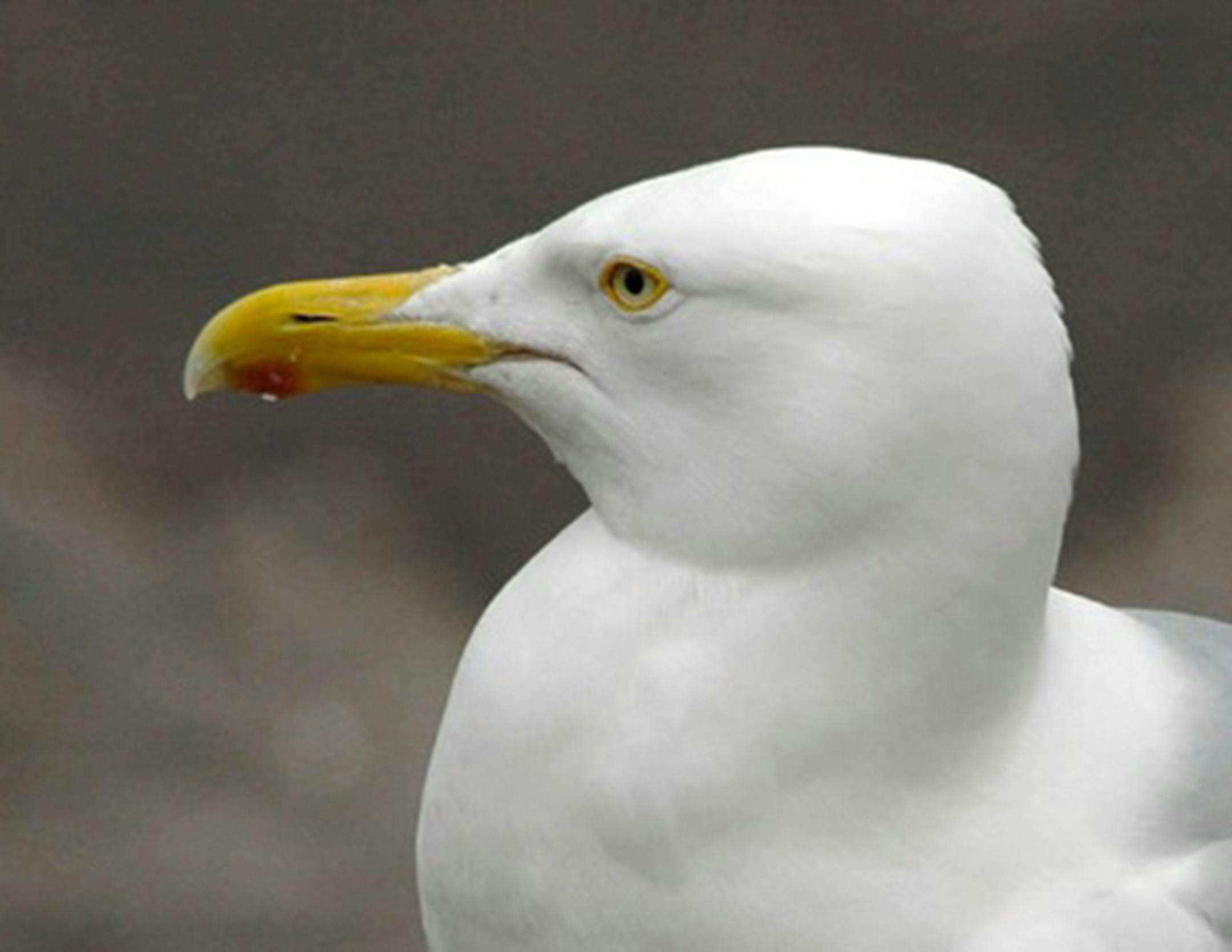 This is a herring gull, common on Lake Superior. Note the light iris.
credit: Jim Williams