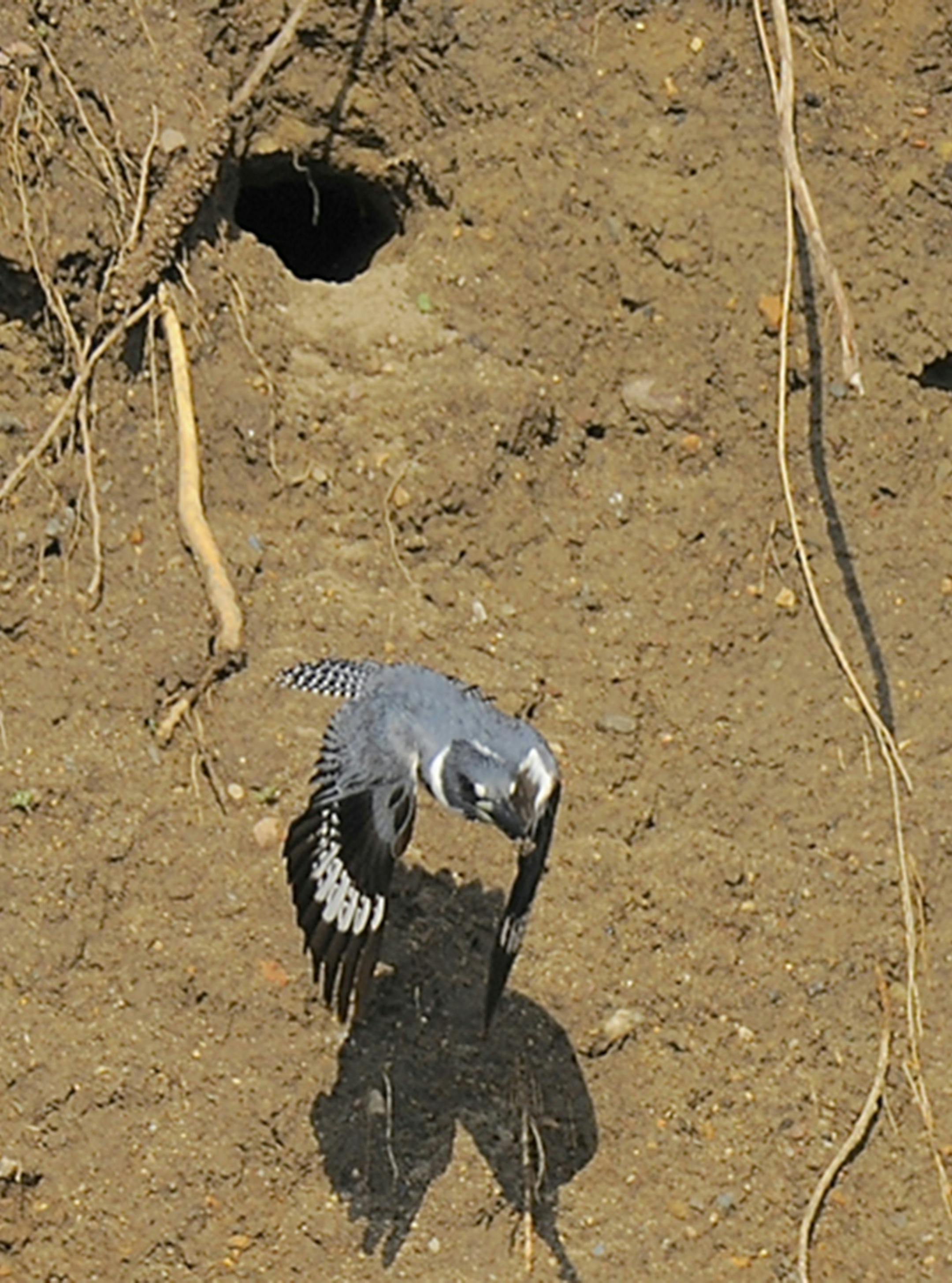 Belted kingfisher exiting nest burrow.
Photo by Jim Williams