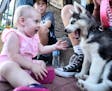 Raegen Dickey, 1, of White Bear Lake, played with a Husky puppy, owned by 13-year old Annika Lebahn, of Vadnais Heights, during Marketfest Thursday ni