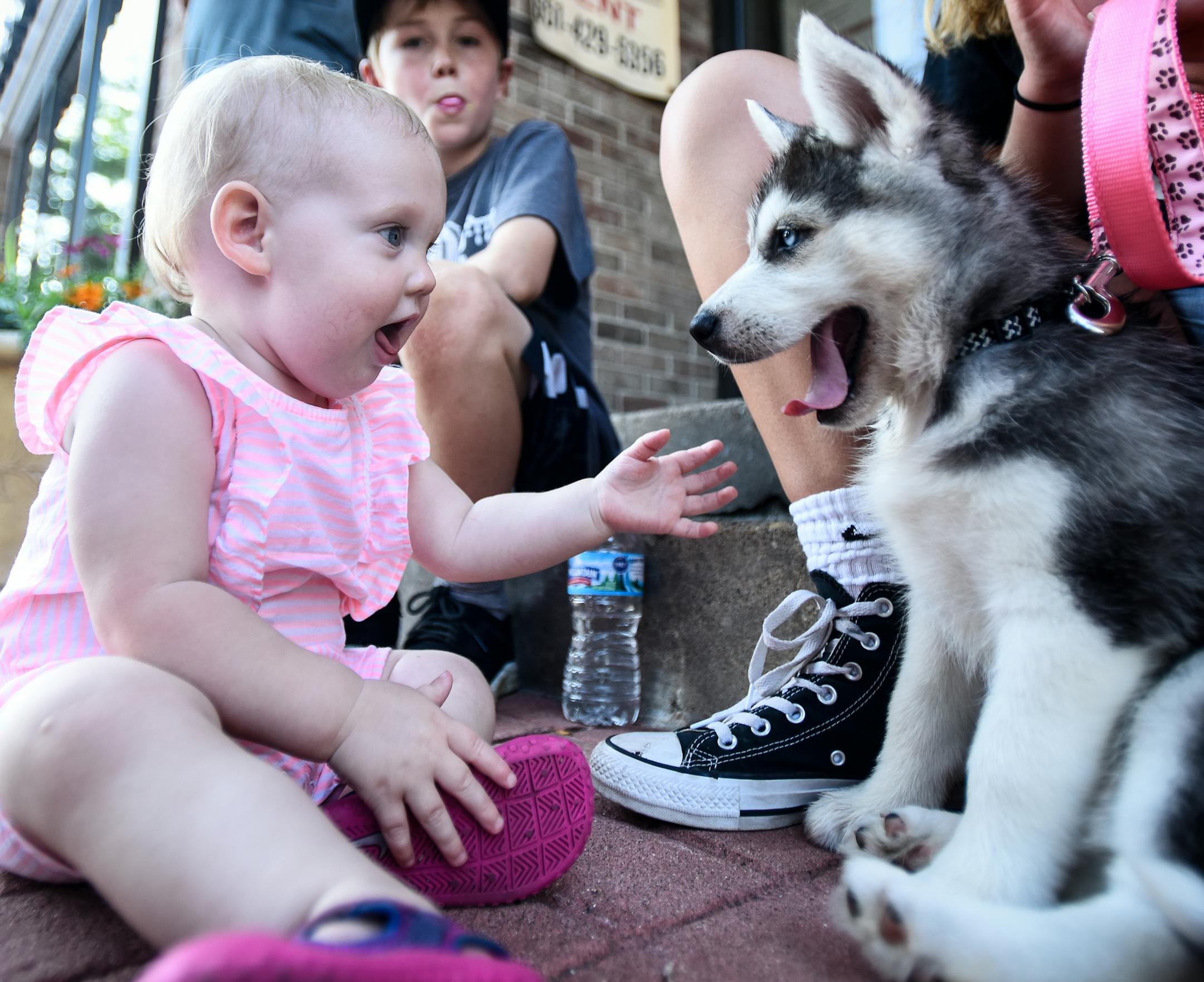 Raegen Dickey, 1, of White Bear Lake, played with a Husky puppy, owned by 13-year old Annika Lebahn, of Vadnais Heights, during Marketfest Thursday night in downtown White Bear Lake. ] AARON LAVINSKY • aaron.lavinsky@startribune.com Downtown White Bear Lake hosted a night of its annual Marketfest on Thursday, June 28, 2018. The event featured live music, children's activities, a business runway to highlight local businesses and a classic car show.