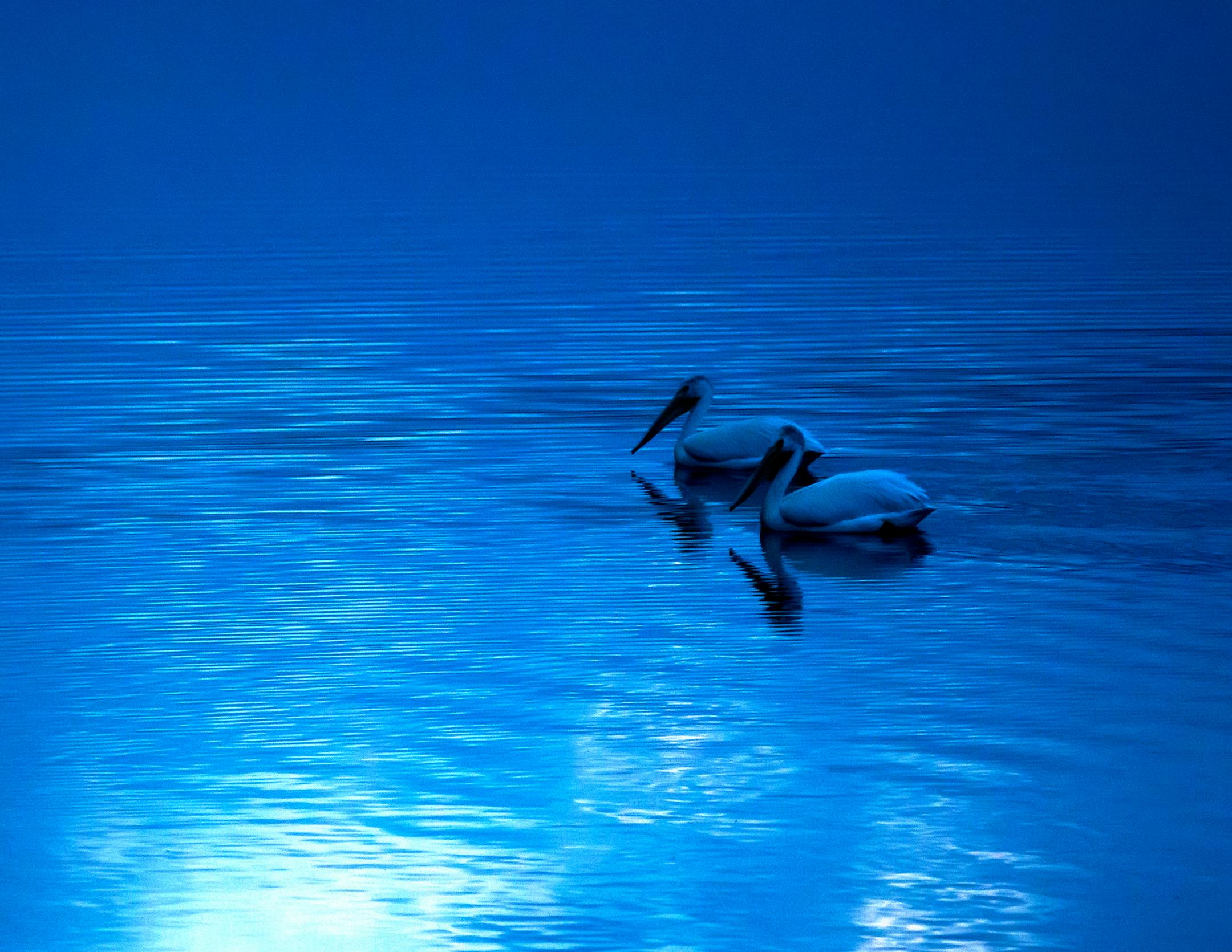 Pelicans are common in south western Minnesota, here a pair settles in a dusk on Andrew Lake at Sibley State Park. ] BRIAN PETERSON • brian.peterson@startribune.com New London, MN 08/18/14 ORG XMIT: MIN1408181219177258