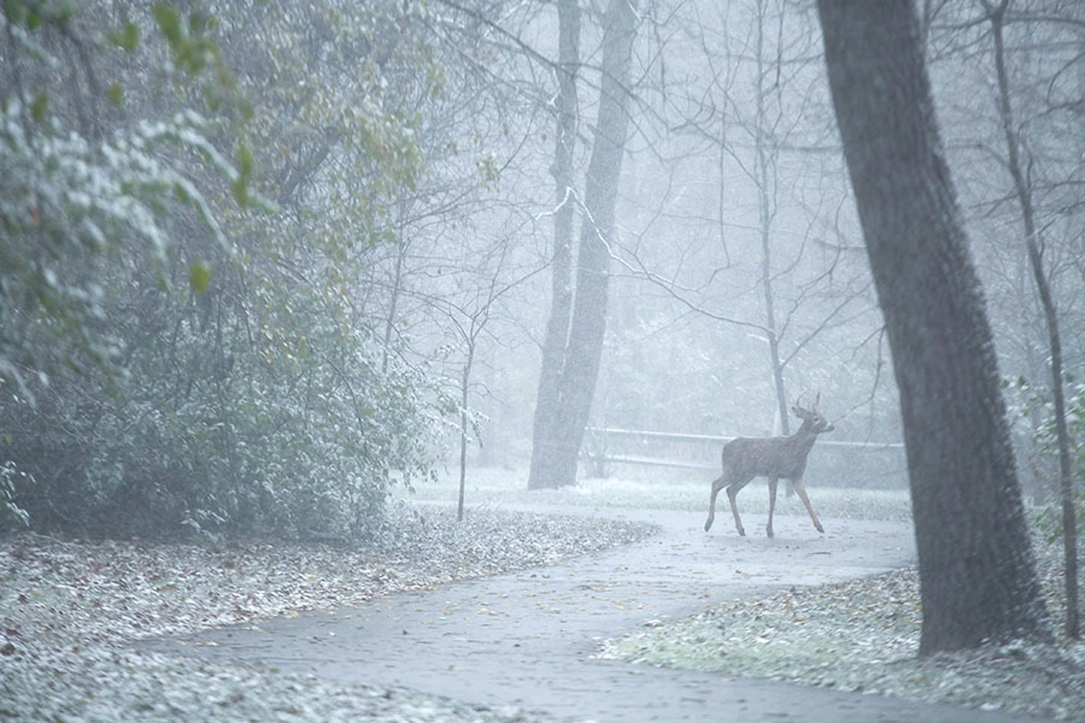 A deer walks along a bike trail as first snow of the year falls.