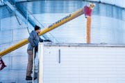 Nick Peterson goes to check on how full the semitrailer truck is as it’s filled with corn from an auger at Peterson’s Farm on April 4 in Clear Lak