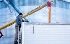 Nick Peterson goes to check on how full the semitrailer truck is as it’s filled with corn from an auger at Peterson’s Farm on April 4 in Clear Lak