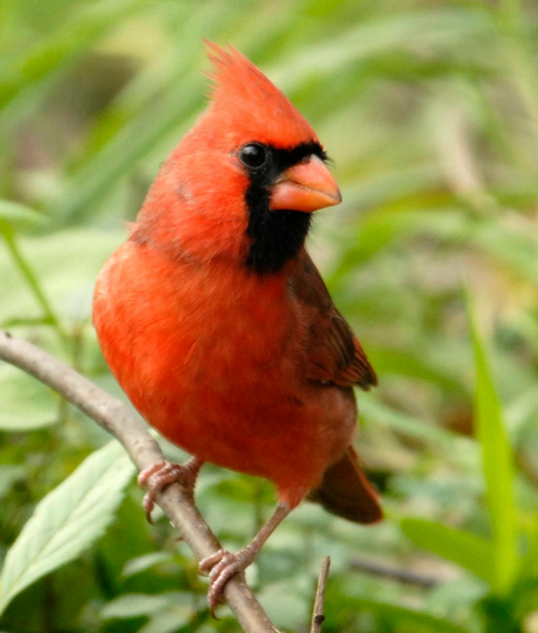 The very definition of red — a male cardinal.