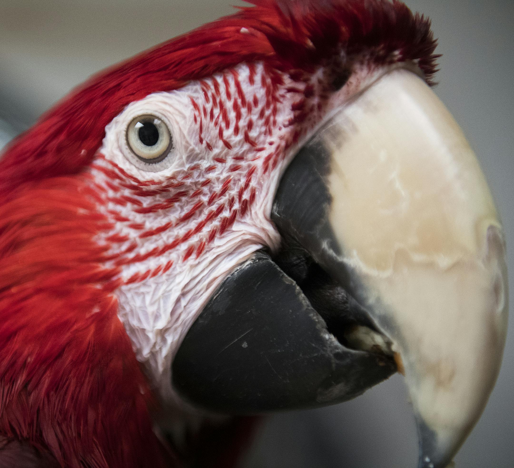 Apollo, a Green-Winged Macaw, sat on his cage at The Landing on Friday. ] Isaac Hale &#xef; isaac.hale@startribune.com The Landing is a shelter for more than 80 parrots, cockatiels, cockatoos and other birds located in St. Paul, MN. The shelter takes in birds that owners didn't want anymore, and also provides special care for birds that cannot be released from the shelter. The Landing is totally funded by donations and has a budget of about $70,000 a year.