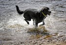 Dogs fetch balls in the river at Hidden Falls Regional Park, St. Paul.