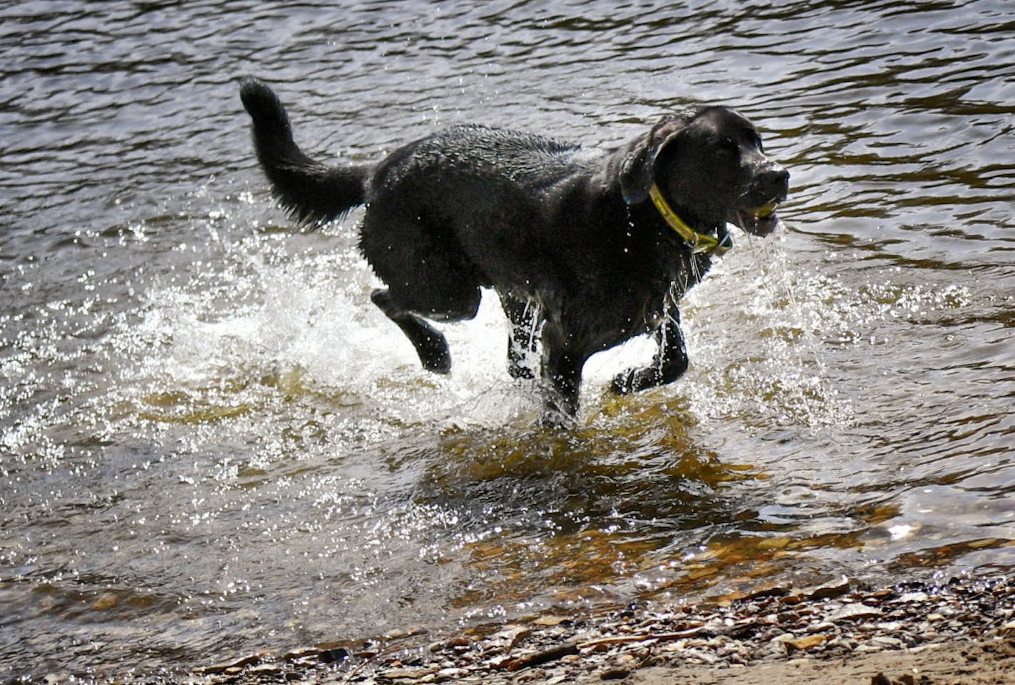 Dogs fetch balls in the river at Hidden Falls Regional Park, St. Paul.