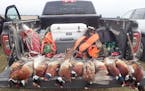Nine hunters bagged 11 roosters over a full day of hunting on private land near Hosmer, S.D., last week. Despite intentional plantings of pheasant cov