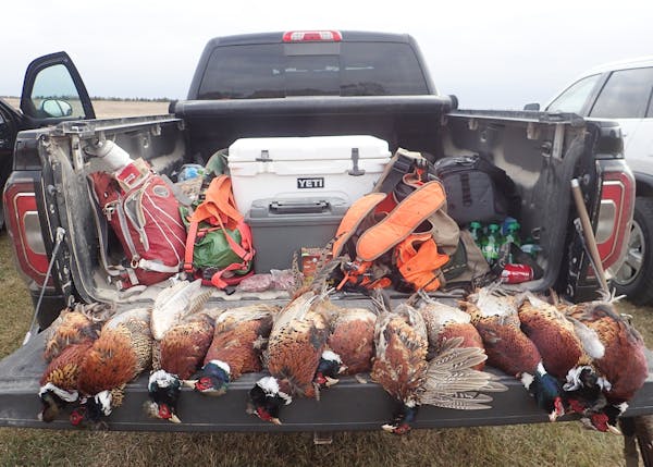 Nine hunters bagged 11 roosters over a full day of hunting on private land near Hosmer, S.D., last week. Despite intentional plantings of pheasant cov