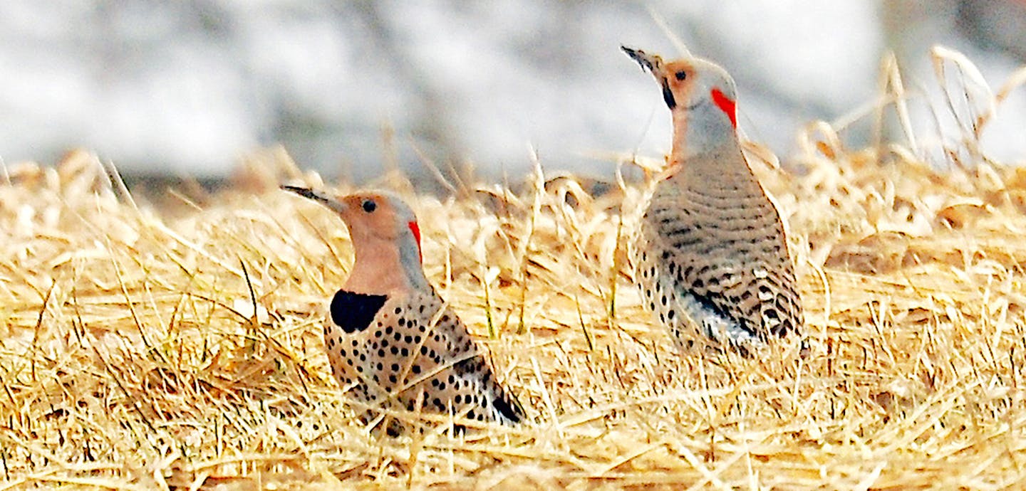 Flickers on the ground.
credit: Jim Williams