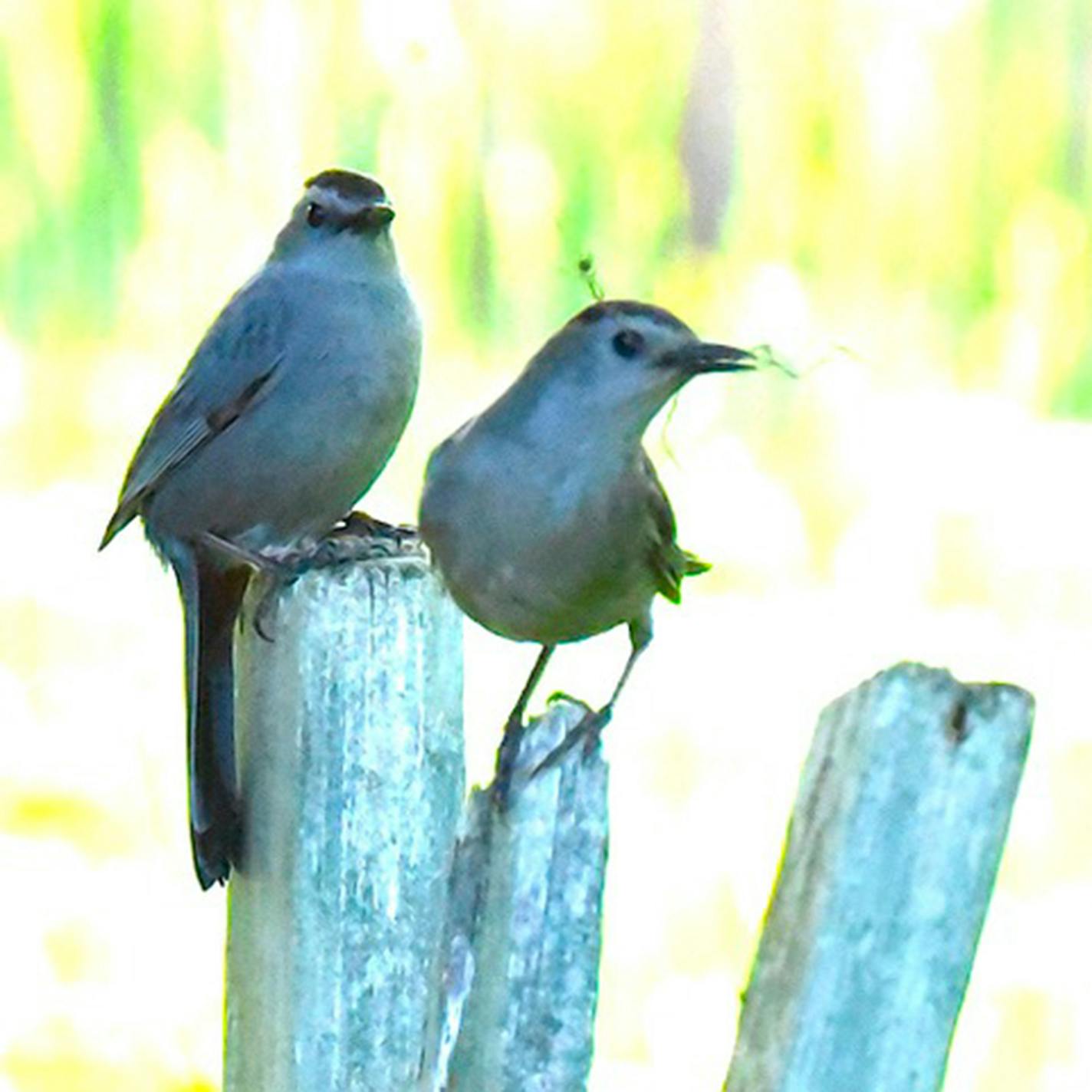 Two catbirds perched on a worn fence.