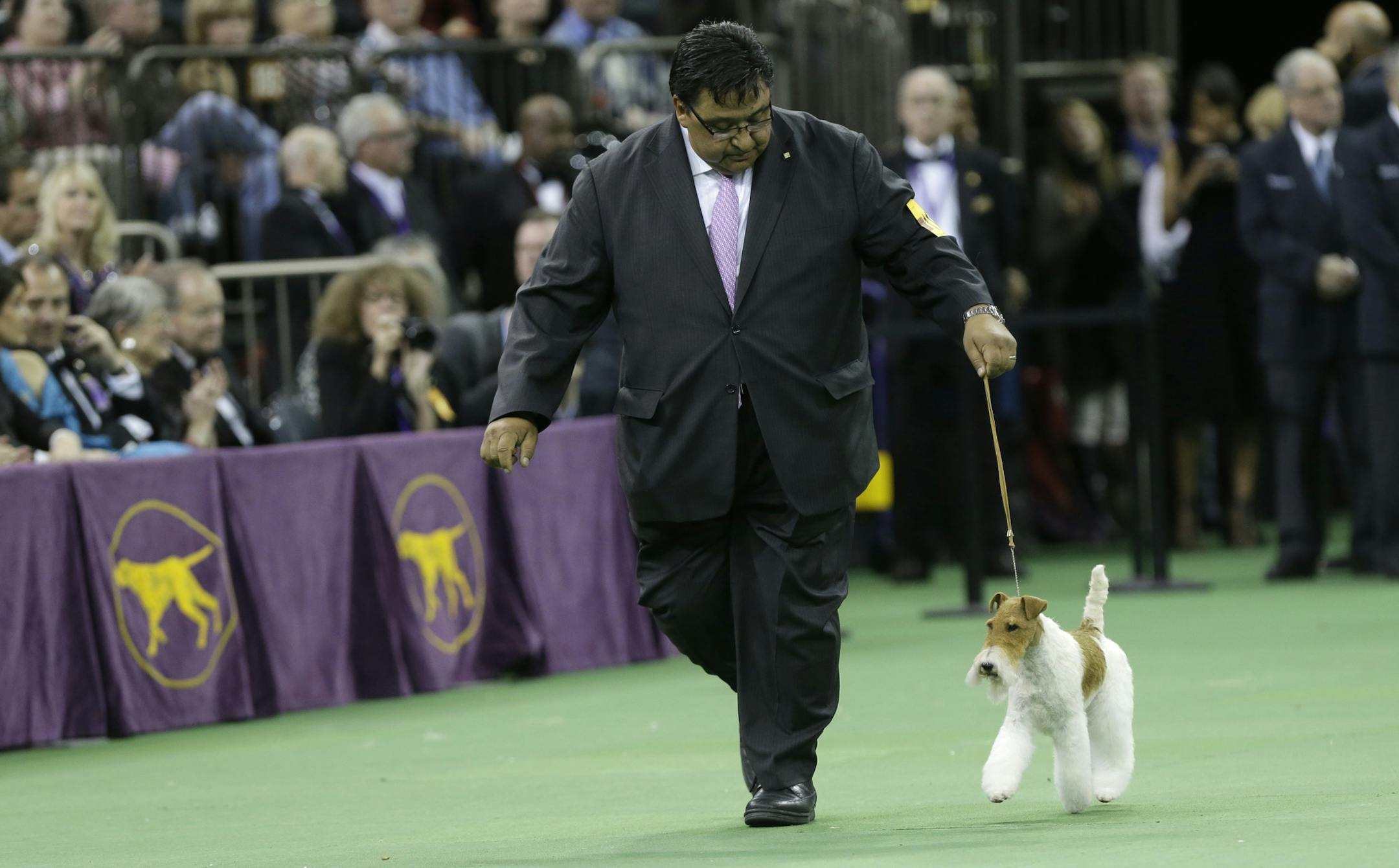 Sky, a wire fox terrier, competes in the best in show group during the Westminster Kennel Club dog show, Tuesday, Feb. 11, 2014, in New York. Sky became America's top dog Tuesday night, winning best in show. (AP Photo/Frank Franklin II)
