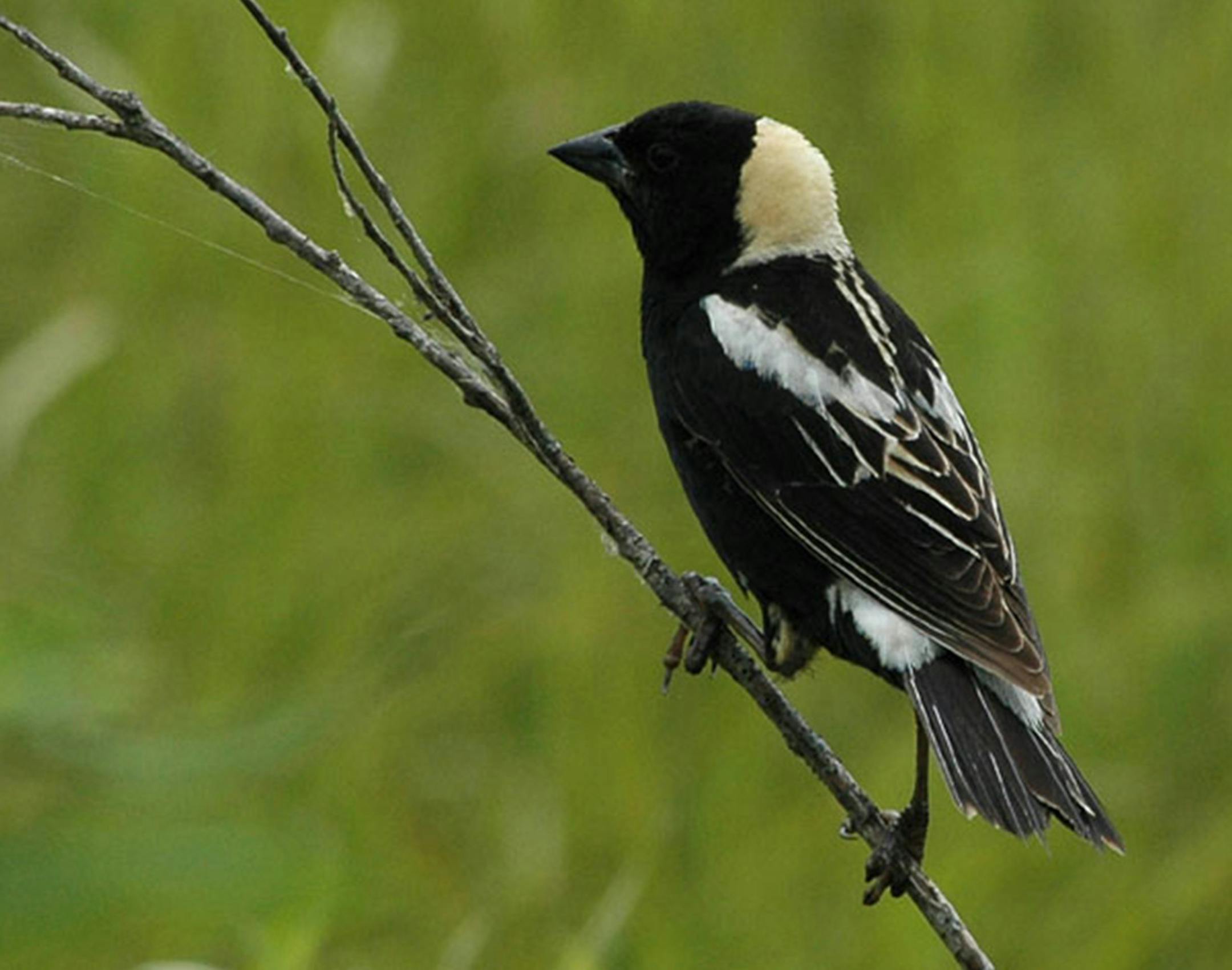bobolink ORG XMIT: MIN2015022615285153