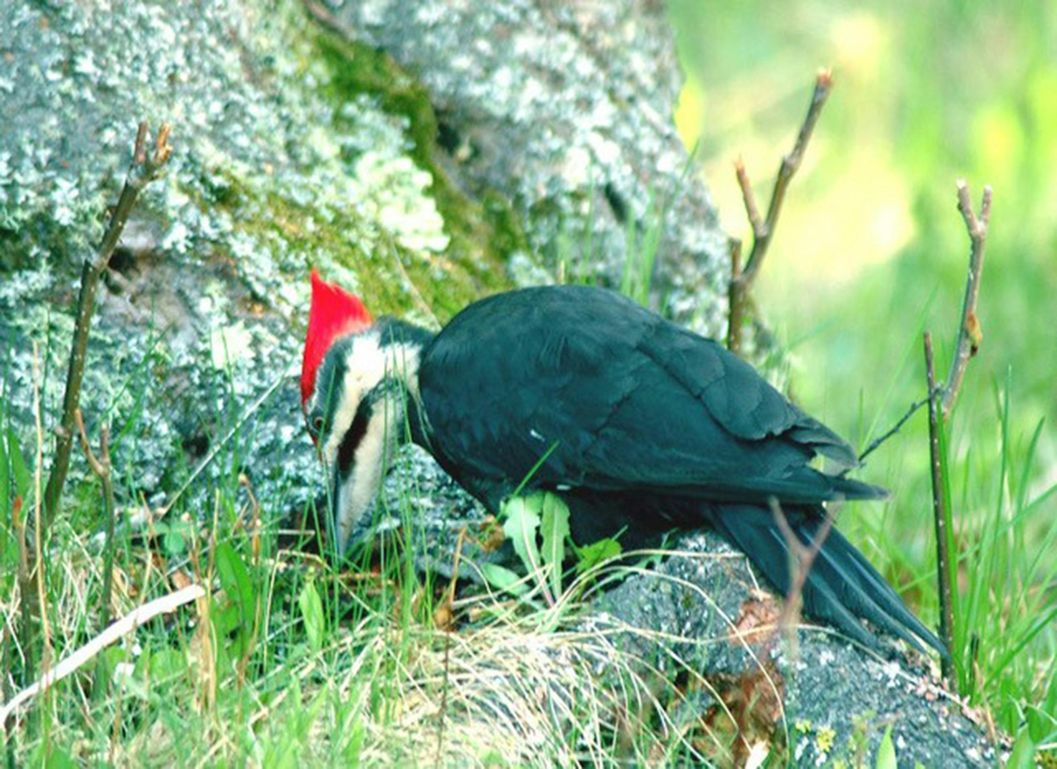 Pileated woodpecker