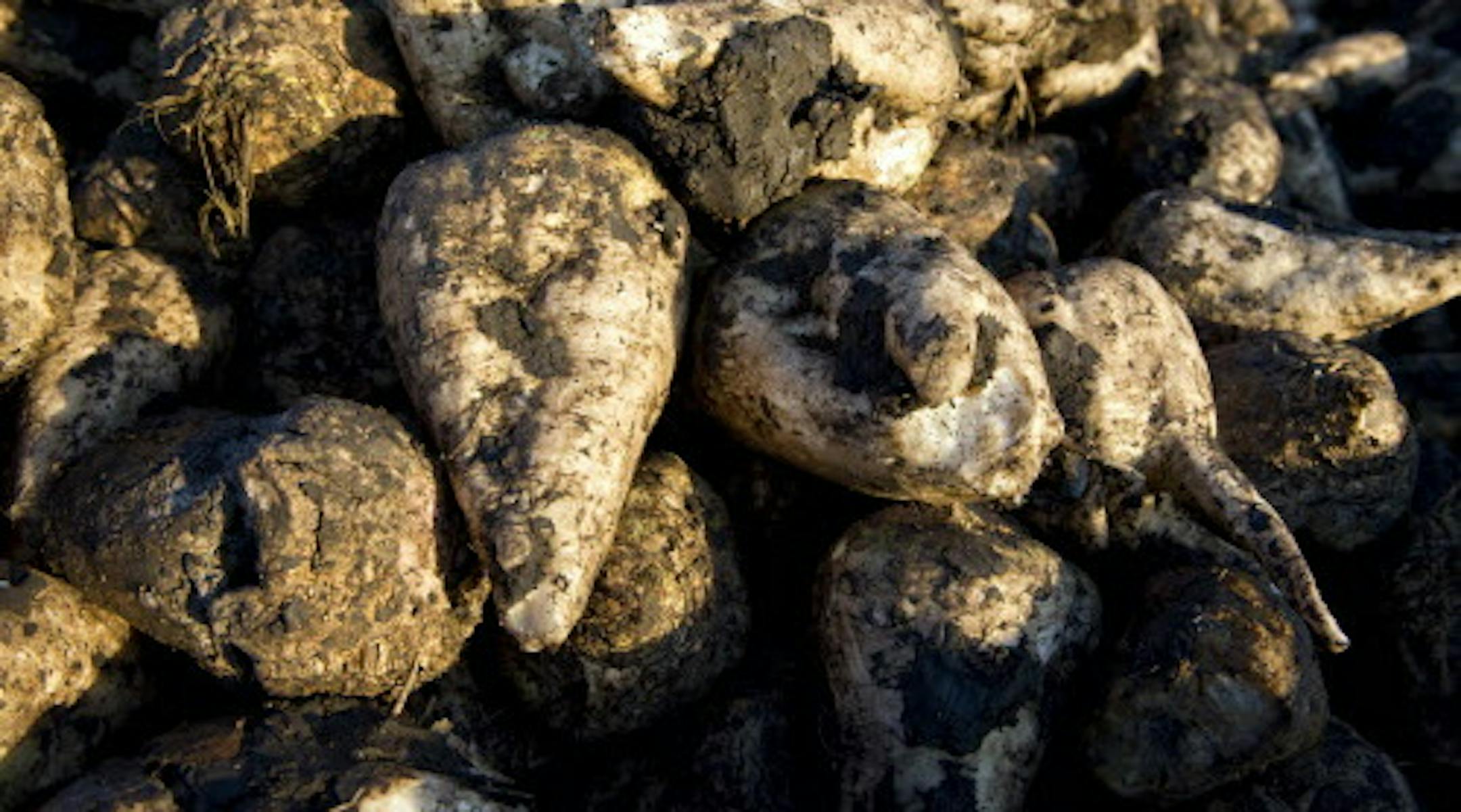 GLEN STUBBE &#x2022; gstubbe@startribune.com -- Monday, October 11, 2011 -- Moorhead, MN -- ] Sugar beets harvested by Mark Nyquist in the early morning on his Moorhead, MN farm. ORG XMIT: MIN2013012415423087