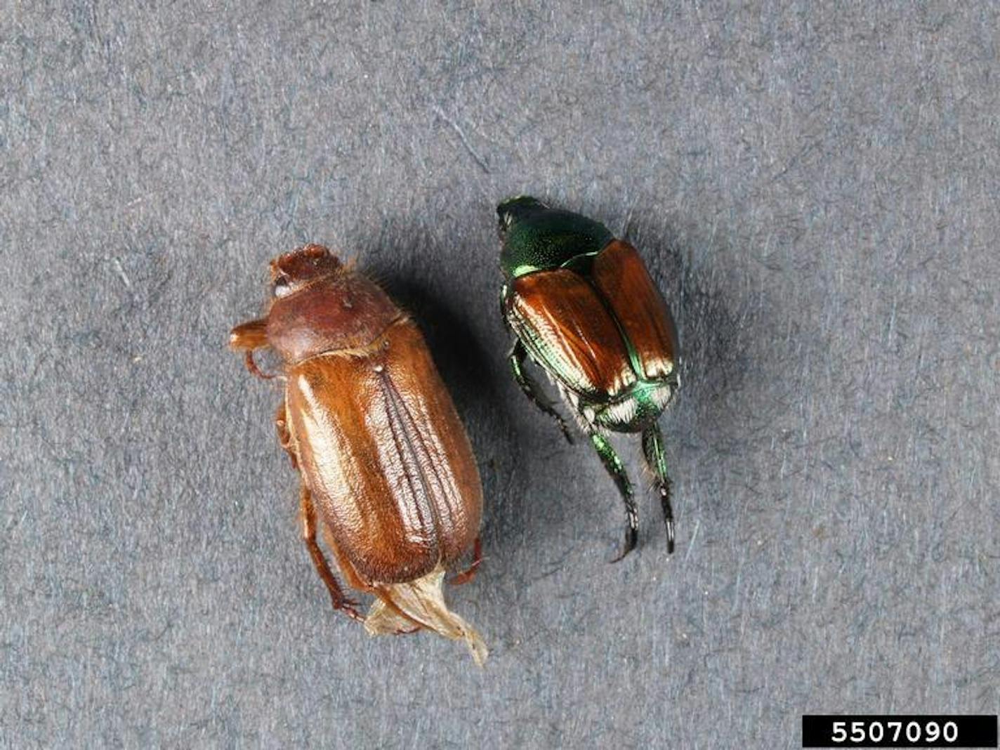 An adult European chafer (left) next to a Japanese beetle adult.