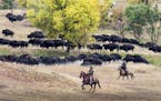 Custer State Park Buffalo Roundup: Each fall, the ground rumbles and the dust flies as cowboys, cowgirls and park crews saddle up to bring in the thun