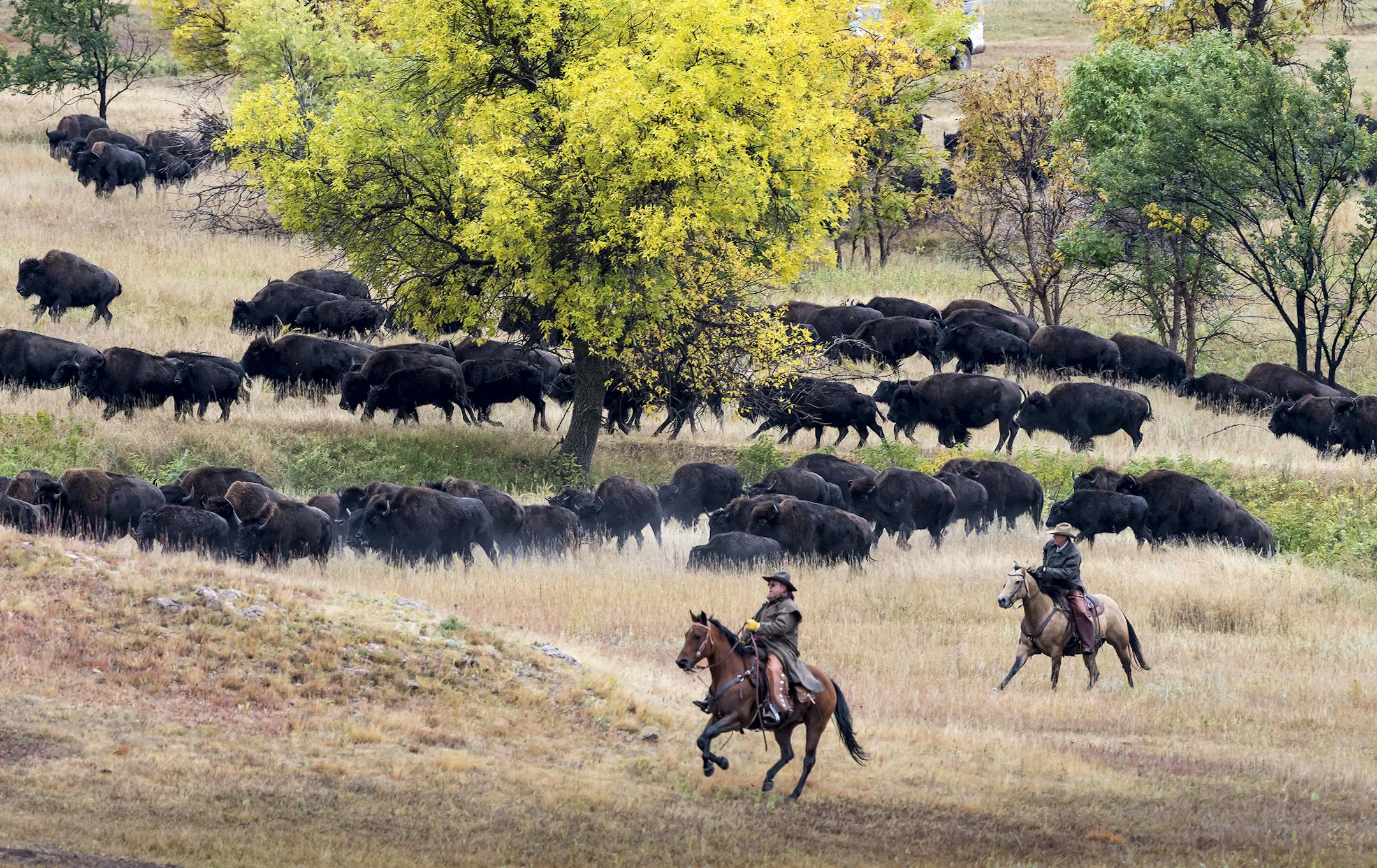 Custer State Park Buffalo Roundup: Each fall, the ground rumbles and the dust flies as cowboys, cowgirls and park crews saddle up to bring in the thundering herd. The annual roundup, held the last Friday in September, is open to the public. In 2019, the Roundup is scheduled for September 27. (South Dakota Department of Tourism)