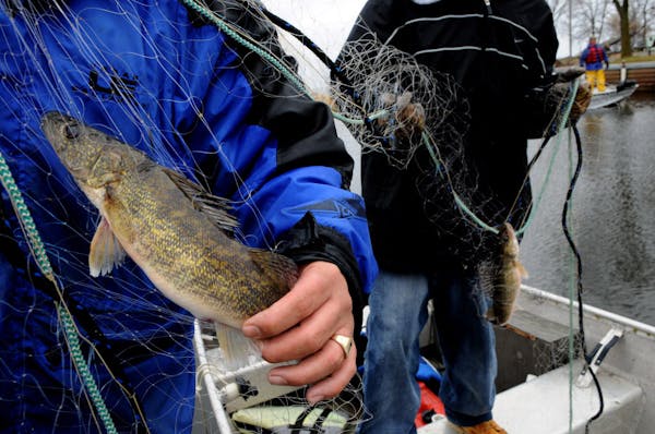 CHIPPEWA NETS: The same fish targeted by angler restrictions in recent years have made up the bulk of walleyes netted in spring by Minnesota and Wisco