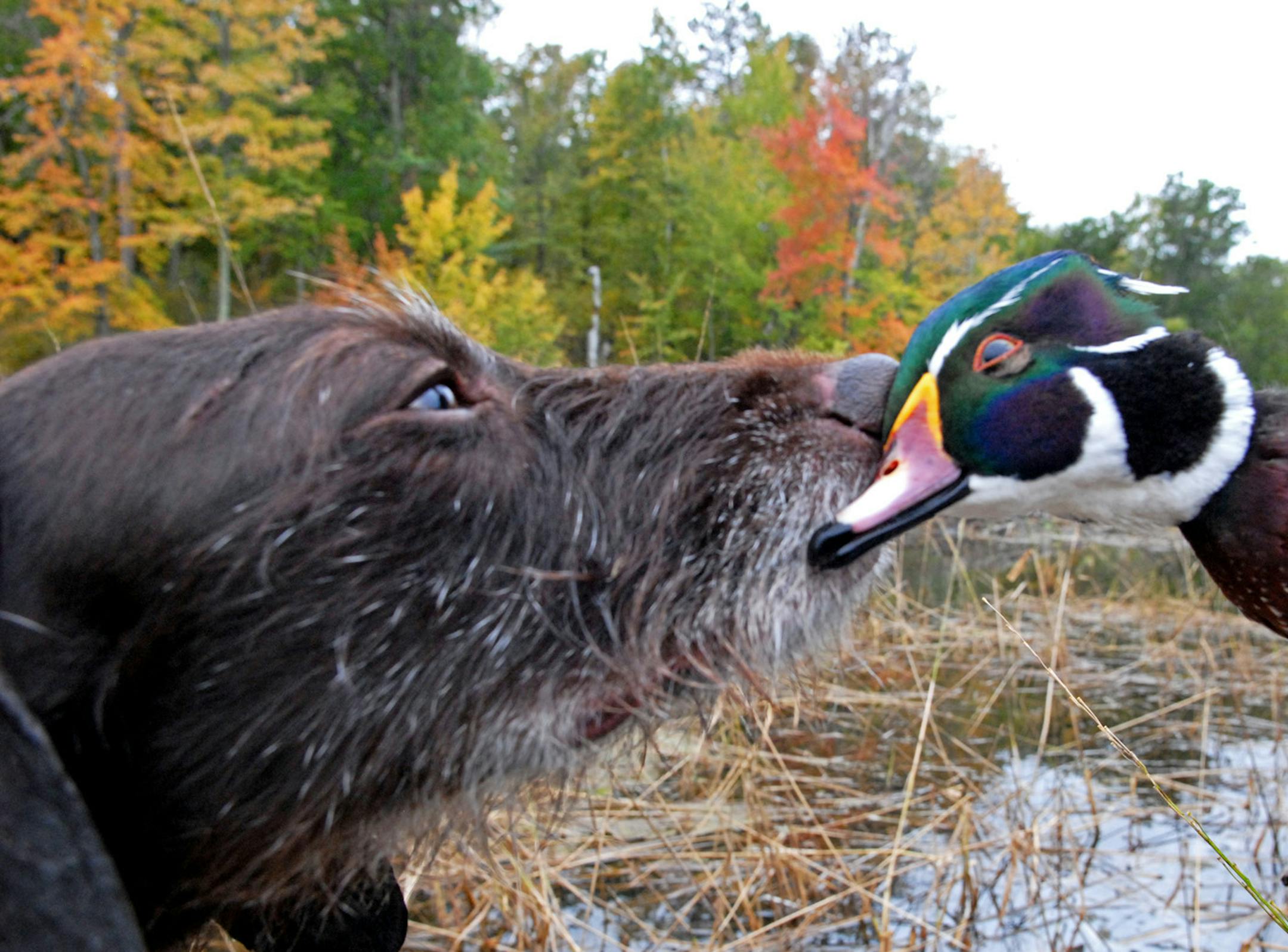 Members of the Concerned Duck Hunters group fear for the health of the wood duck population, pictured above with a pudelpointer, because of the increase of the daily bag limit from two to three and an earlier start to the season.