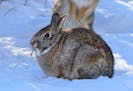Two cottontail rabbits feed next to heavy cover just before sunset. The Minnesota rabbit hunting season runs through Feb. 28.