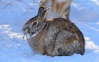Two cottontail rabbits feed next to heavy cover just before sunset. The Minnesota rabbit hunting season runs through Feb. 28.