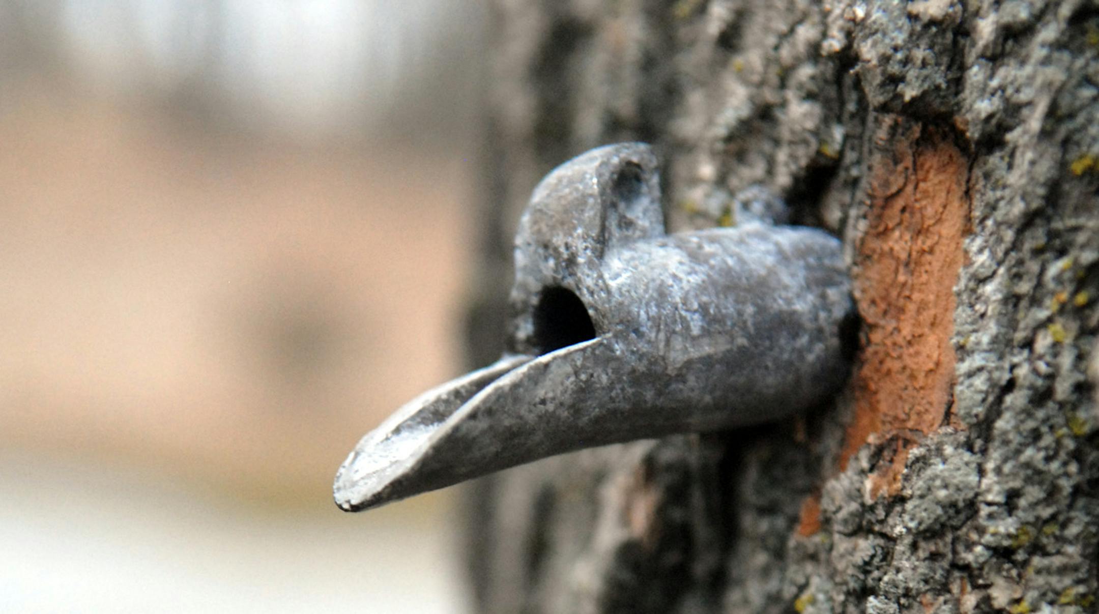 Trees are tapped, but sap in many cases isn't running. The warm weather this week, and budding trees, might spell an end to a too-short season in the sugar bush.