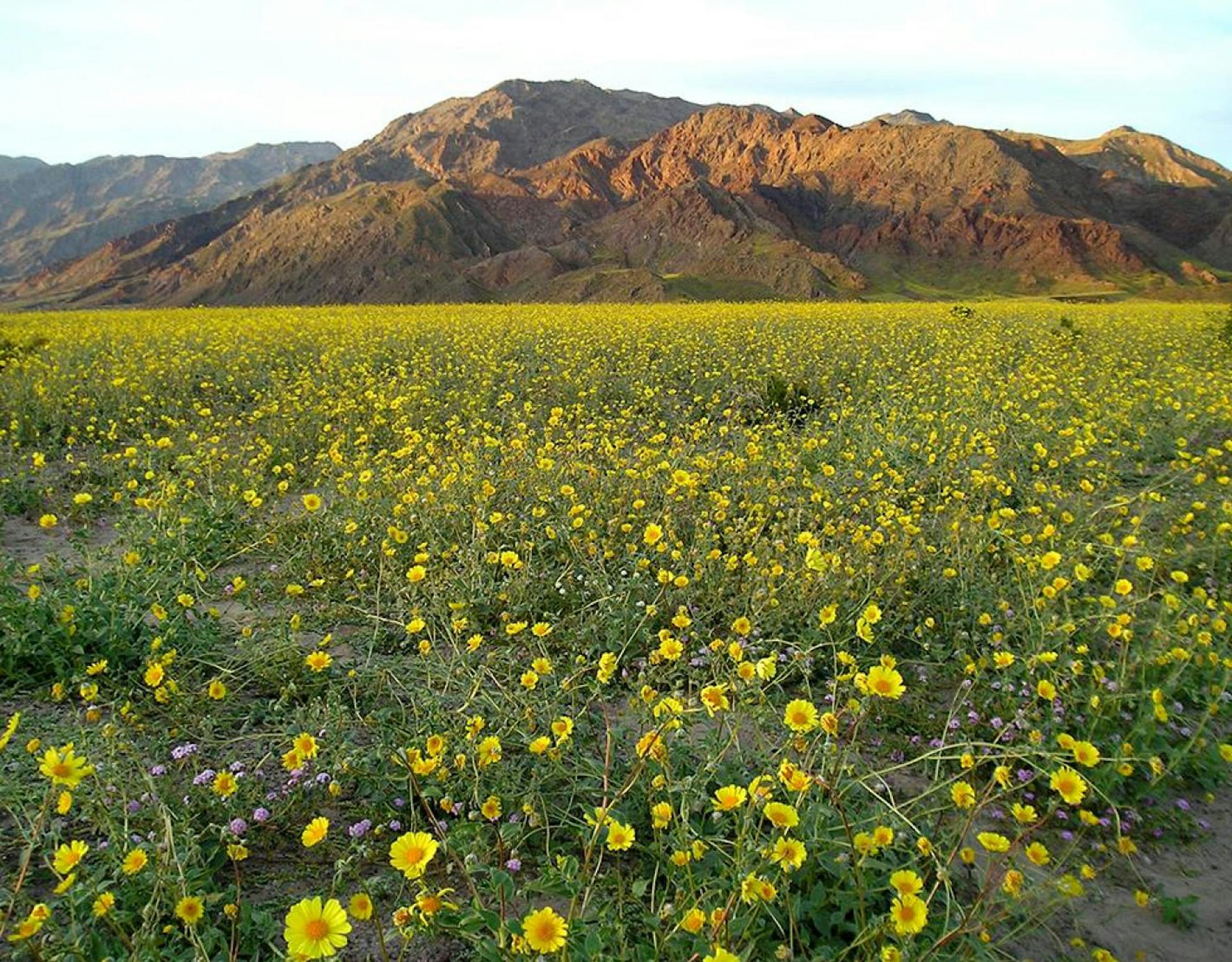 The super bloom of 2005. MUST CREDIT: Alan Van Valkenburg, National Park Service
