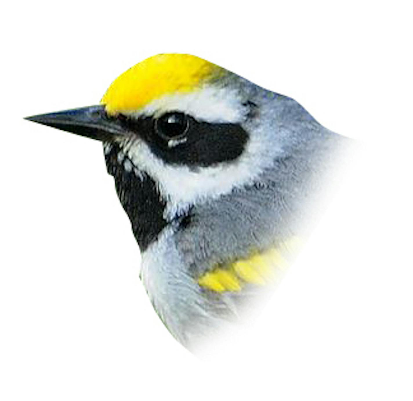 Golden-winged warbler