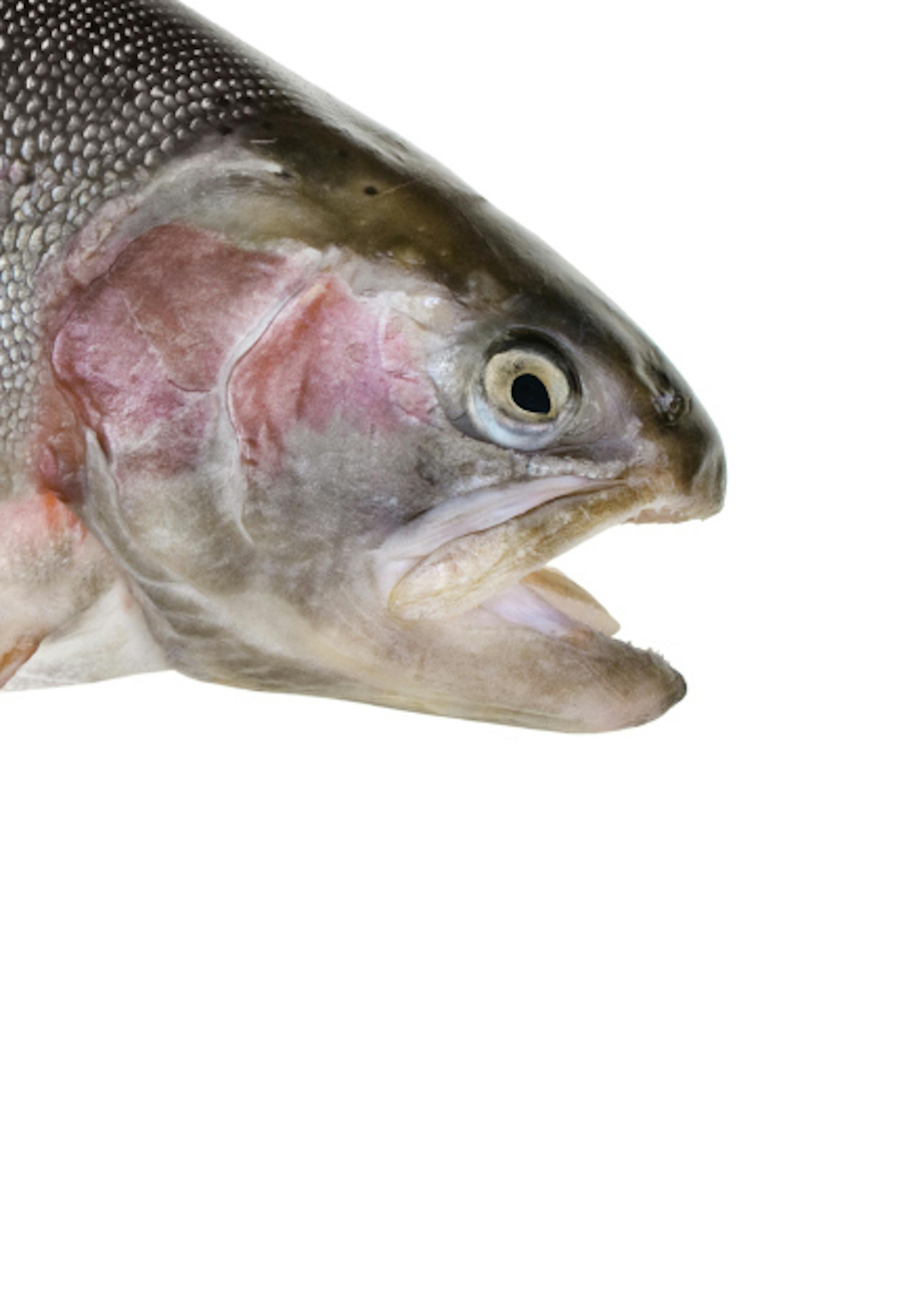 Rainbow trout - Oncorhynchus mykiss isolated over white background, Istockphoto.com