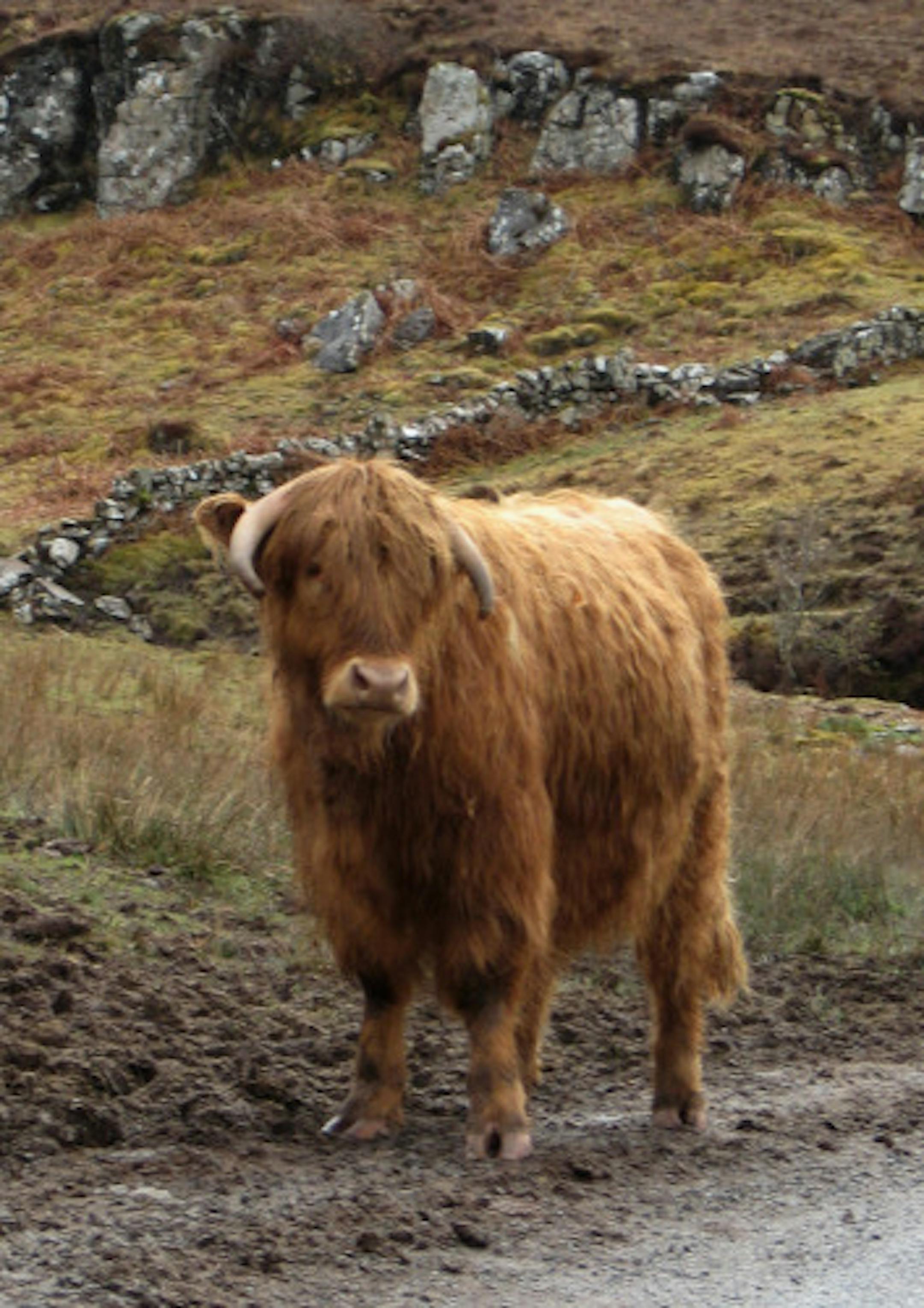 Highland cattle pose frequent obstacles for drivers on the one-lane roads of the Glengorm estate.