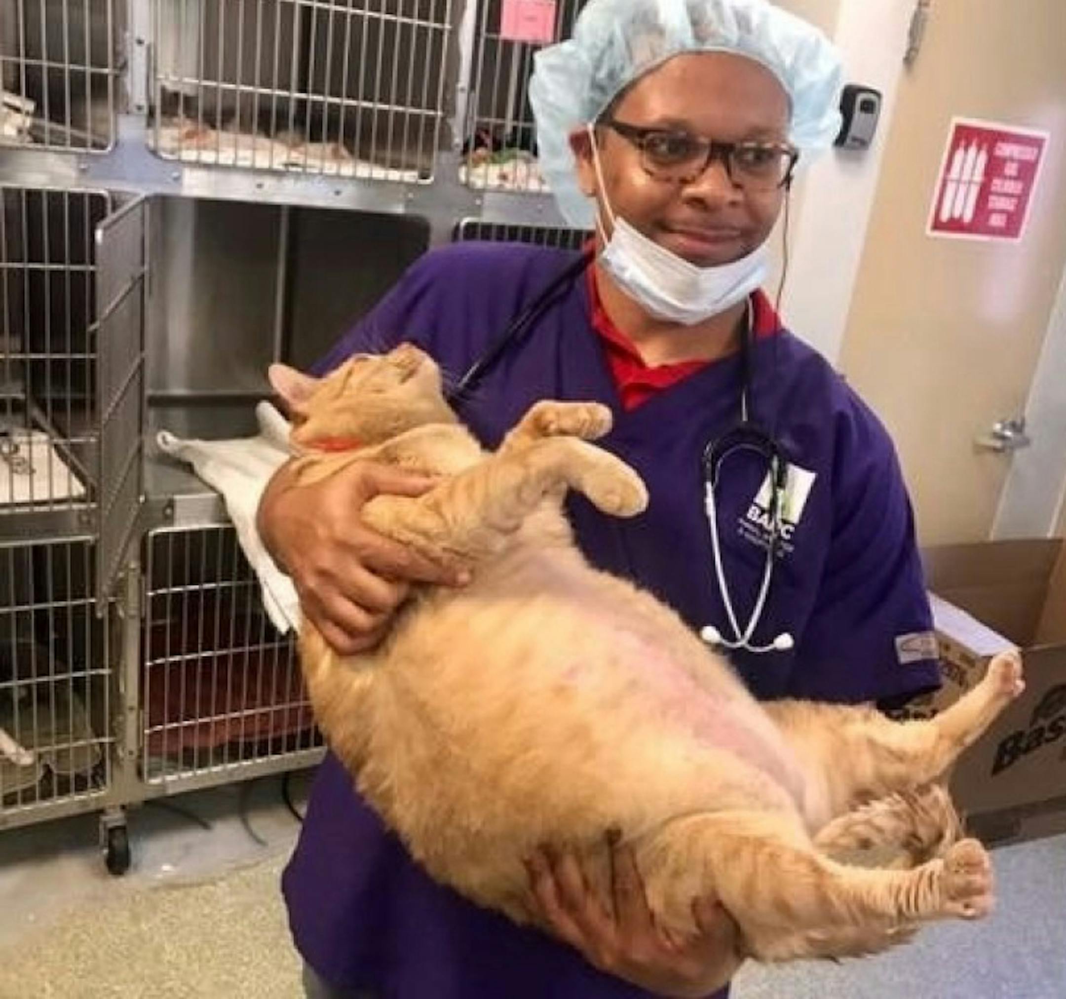 Symba is one fat cat. The cat which is up for adoption at the Humane Rescue Alliance in D.C. weighs 35 pounds and is 6 years old. MUST CREDIT: Handout courtesy of Humane Rescue Alliance.