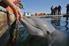 A bottlenose dolphin reacts to its U.S. Navy trainer in an open-air pen at the Mine and Santi-Submarine Warfare Center in San Diego in March 2015. Res