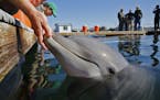A bottlenose dolphin reacts to its U.S. Navy trainer in an open-air pen at the Mine and Santi-Submarine Warfare Center in San Diego in March 2015. Res