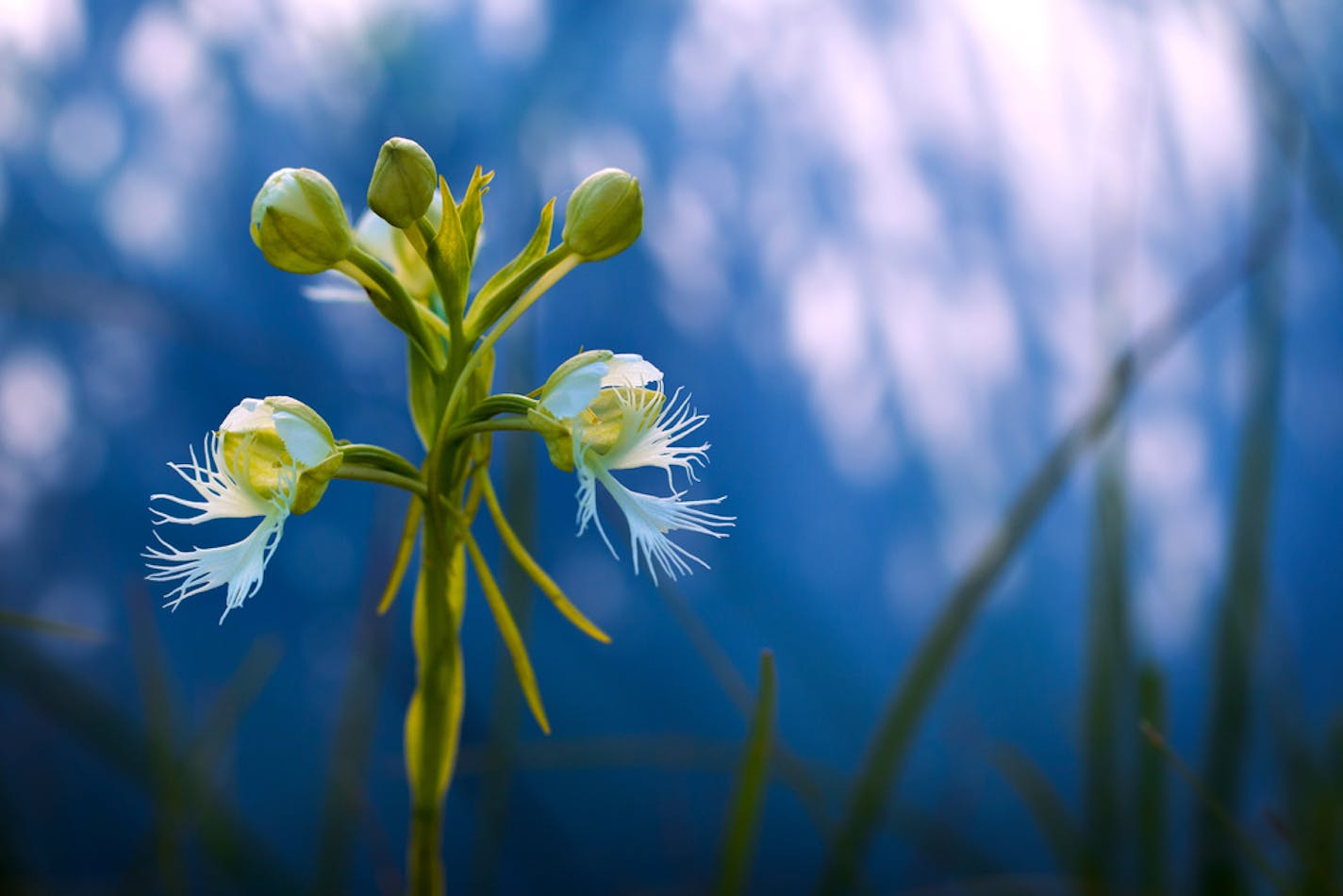 One of Minnesota's most elusive wildflowers is the western fringed prairie orchid.