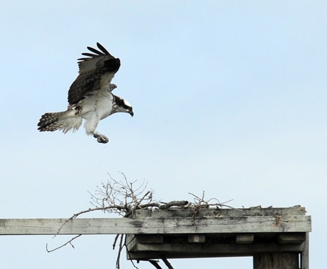 An empty nest may be a shock to an osprey parent.